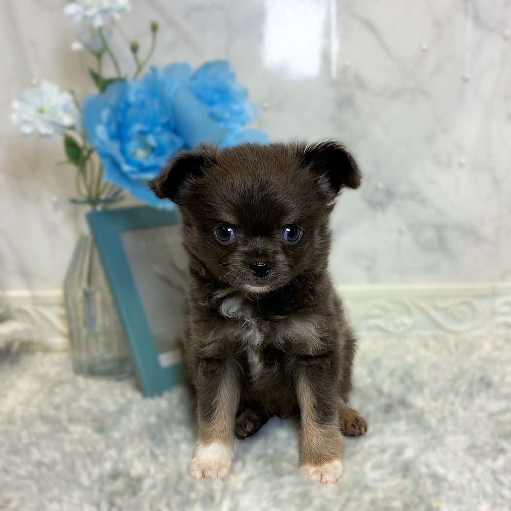 福井県のチワワ(ロング) (犬の家＆猫の里福井店/2026年6月23日生まれ/男の子/ブルータンホワイト)の子犬の1枚目の画像