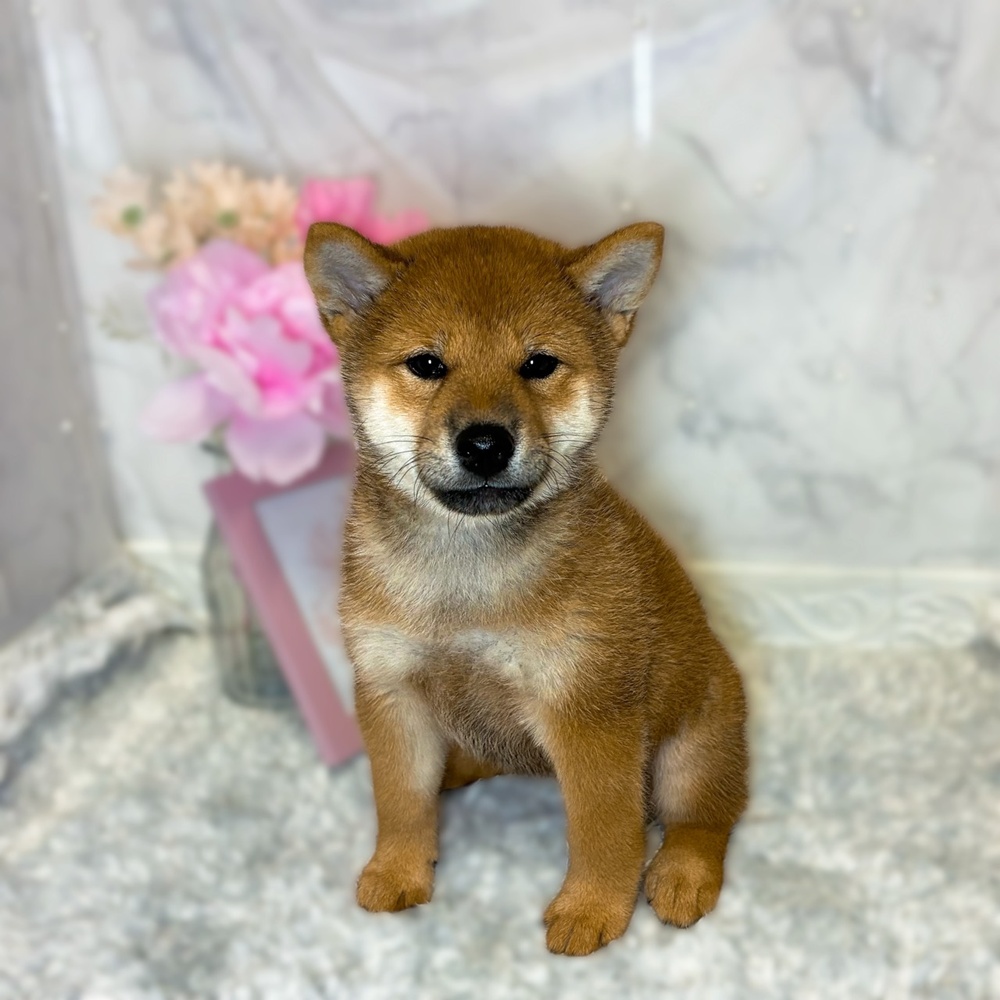 福井県の柴犬(標準サイズ) (犬の家＆猫の里福井店/2026年6月23日生まれ/女の子/赤)の子犬の1枚目の画像