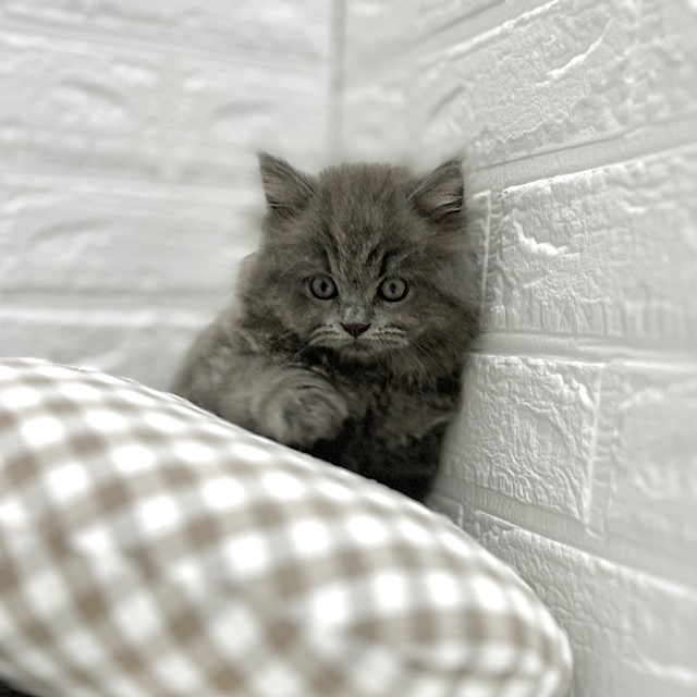 2025年8月8日生まれのブリティッシュロングヘアーの6枚目の写真