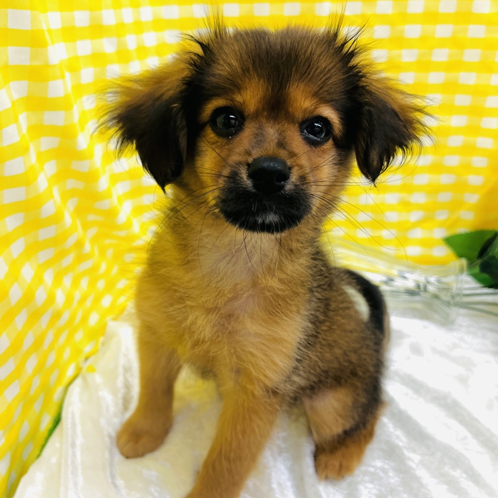 愛知県のハーフ犬・ミックス犬 (犬の家＆猫の里名古屋天白店/2026年5月30日生まれ/女の子/フォーン)の子犬の1枚目の画像