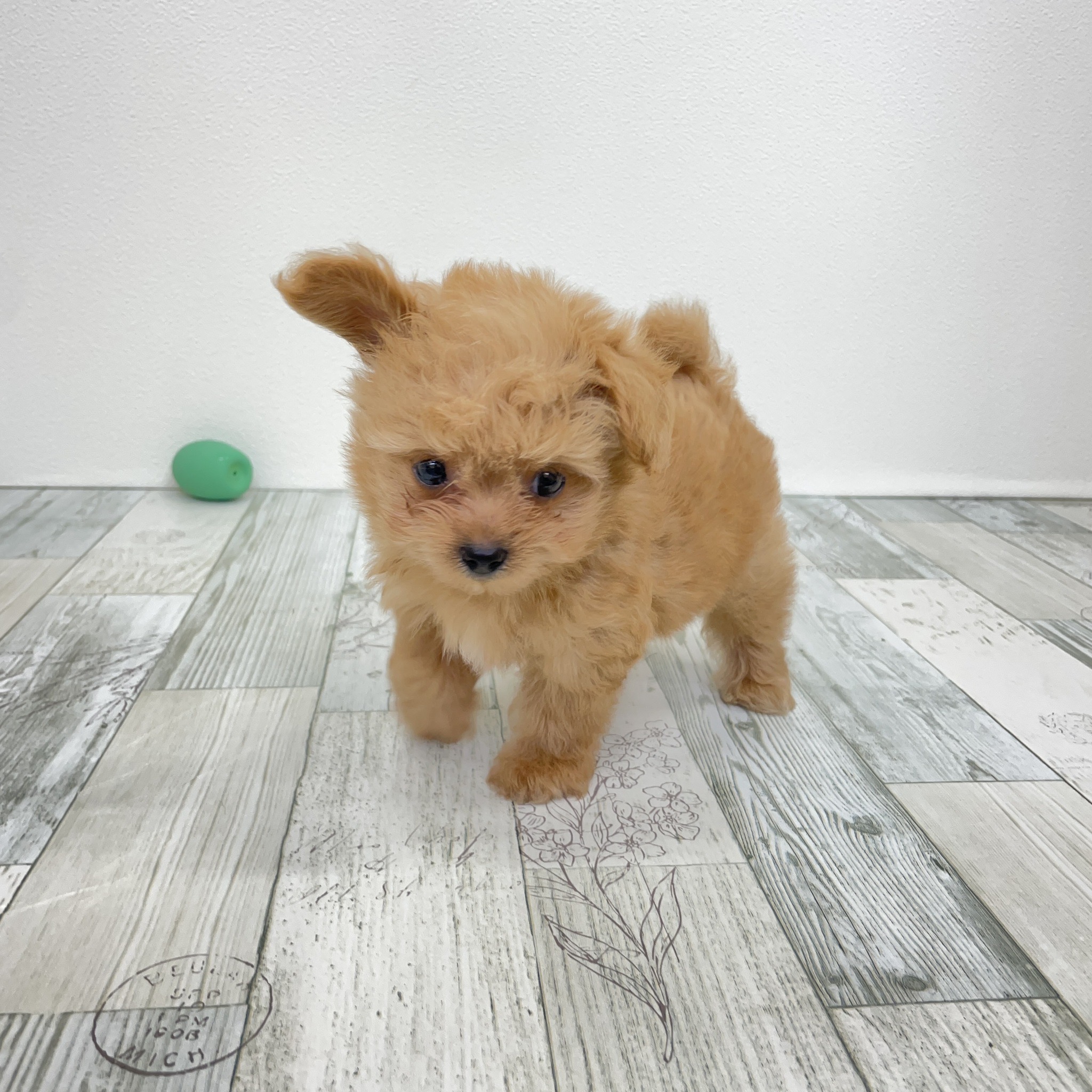 2025年7月14日生まれのチワプー/プーチー(チワワ×プードル)の6枚目の写真