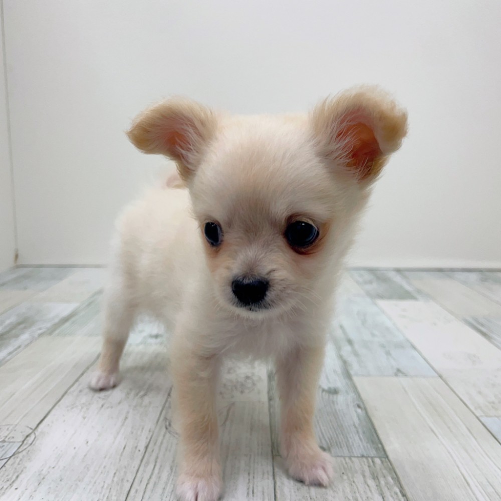 福岡県のポメチワ/チワポメ/ポメチー(ポメラニアン×チワワ) (犬の家＆猫の里シュロアモール筑紫野店/2025年7月31日生まれ/男の子/クリーム)の子犬の1枚目の画像