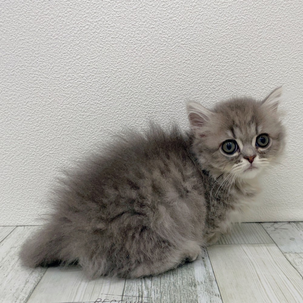 福岡県のミヌエット (犬の家＆猫の里シュロアモール筑紫野店/2025年7月27日生まれ/女の子/ブルータビー)の子猫の1枚目の画像