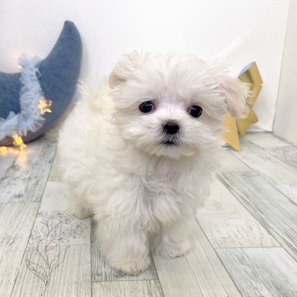 マルチーズ女の子の写真
