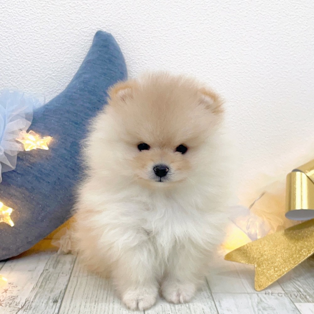 ポメラニアン女の子の写真