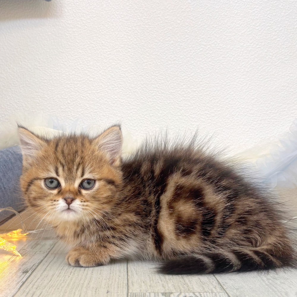 福岡県のマンチカン (犬の家＆猫の里シュロアモール筑紫野店/2025年10月19日生まれ/女の子/ブラウンタビー)の子猫の1枚目の画像