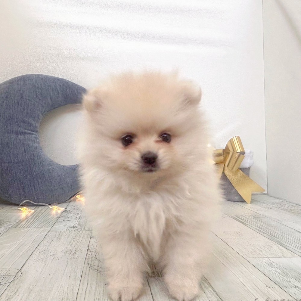 福岡県のポメラニアン (犬の家＆猫の里シュロアモール筑紫野店/2025年10月18日生まれ/女の子/ホワイトクリーム)の子犬