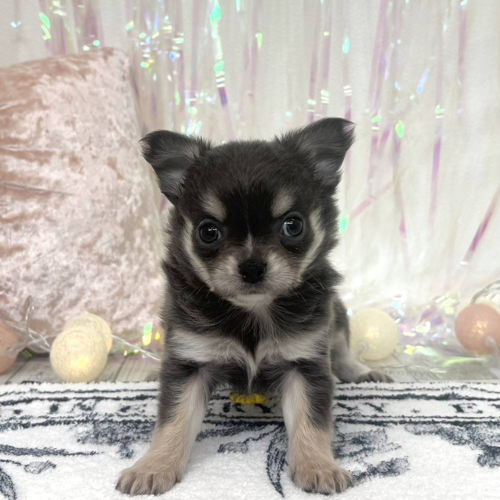 福岡県のチワワ(ロング) (犬の家＆猫の里シュロアモール筑紫野店/2025年12月23日生まれ/男の子/ブルータンホワイト)の子犬の1枚目の画像