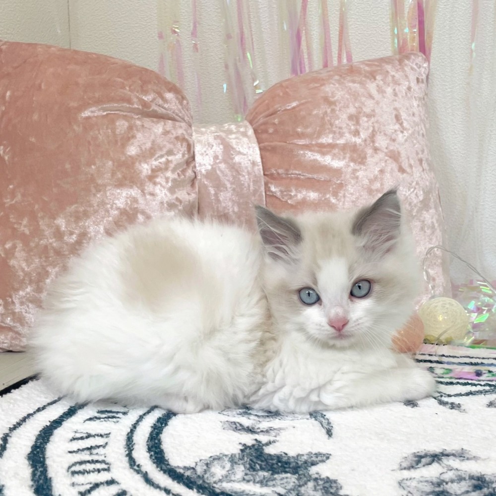 ラグドール男の子の写真