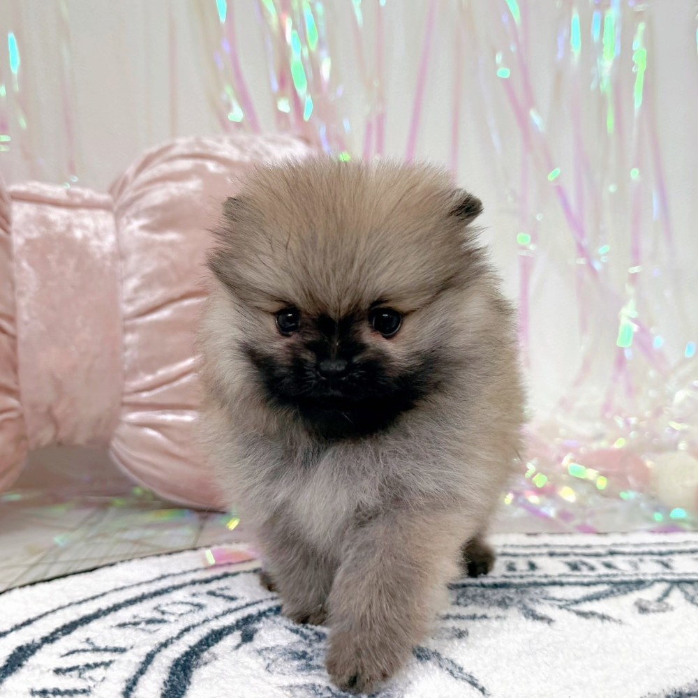 福岡県のポメラニアン (犬の家＆猫の里シュロアモール筑紫野店/2026年1月26日生まれ/女の子/オレンジセーブル)の子犬の1枚目の画像