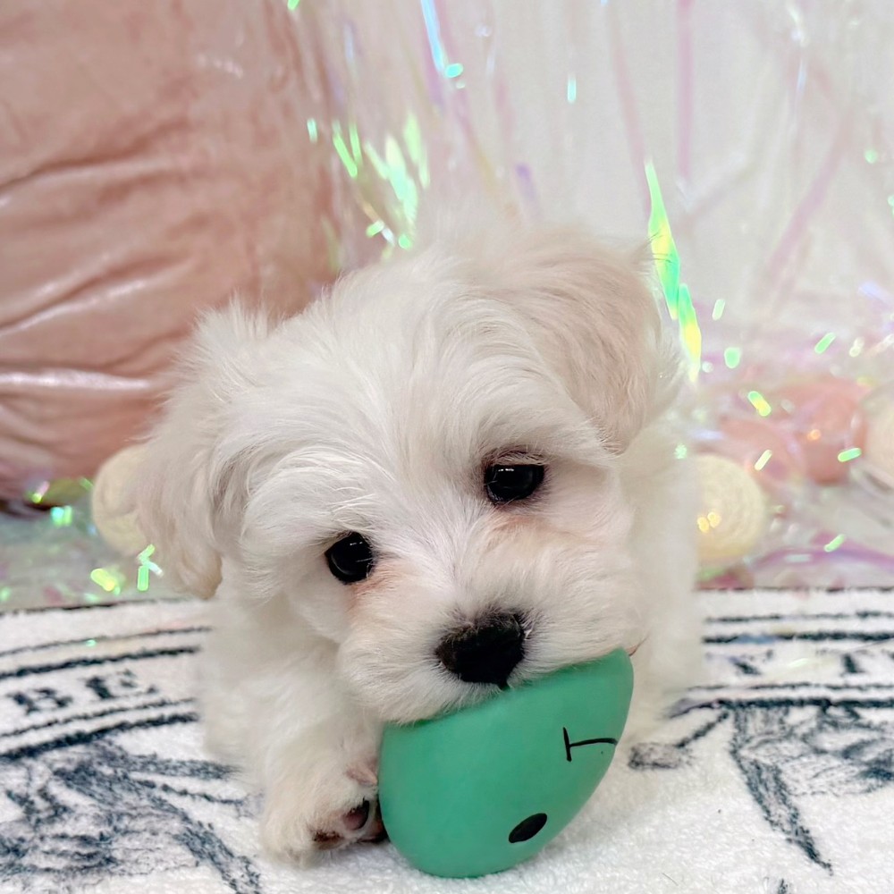 福岡県のハーフ犬・ミックス犬 (犬の家＆猫の里シュロアモール筑紫野店/2026年1月25日生まれ/女の子/ホワイト)の子犬の1枚目の画像