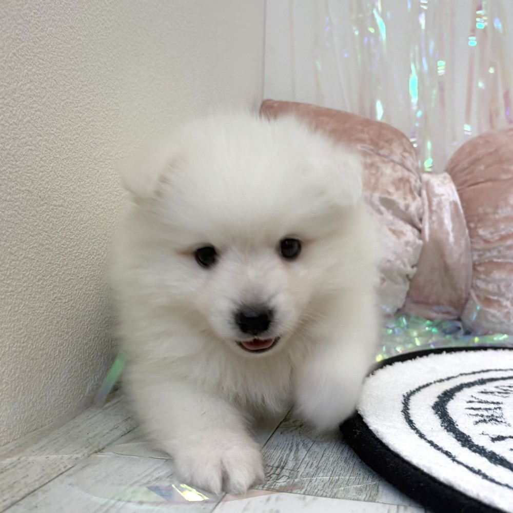 福岡県の日本スピッツ (犬の家＆猫の里シュロアモール筑紫野店/2026年3月15日生まれ/男の子/ホワイト)の子犬の1枚目の画像