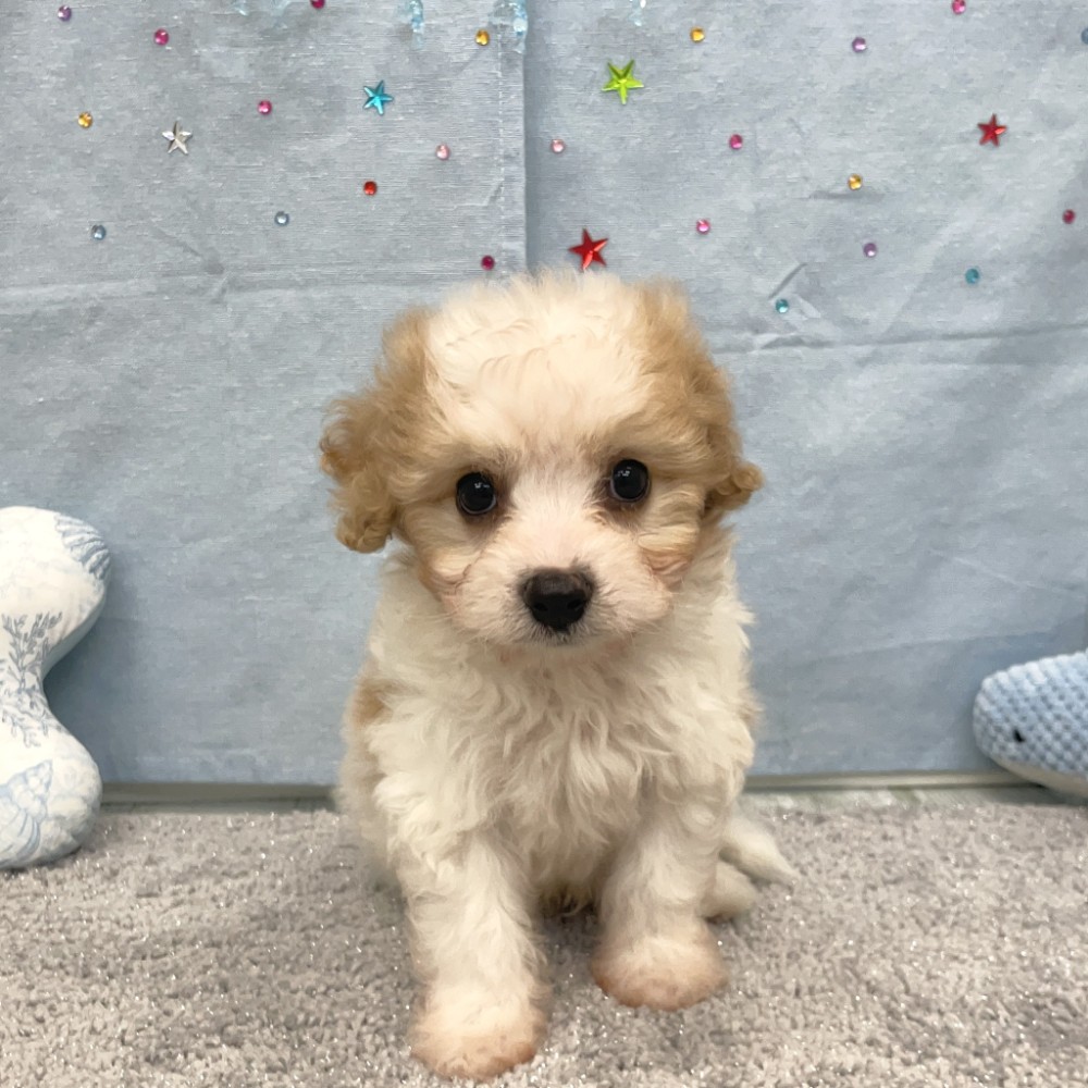 福岡県のキャバプー(キャバリア×プードル) (犬の家＆猫の里シュロアモール筑紫野店/2026年4月27日生まれ/男の子/ホワイトクリーム)の子犬の1枚目の画像
