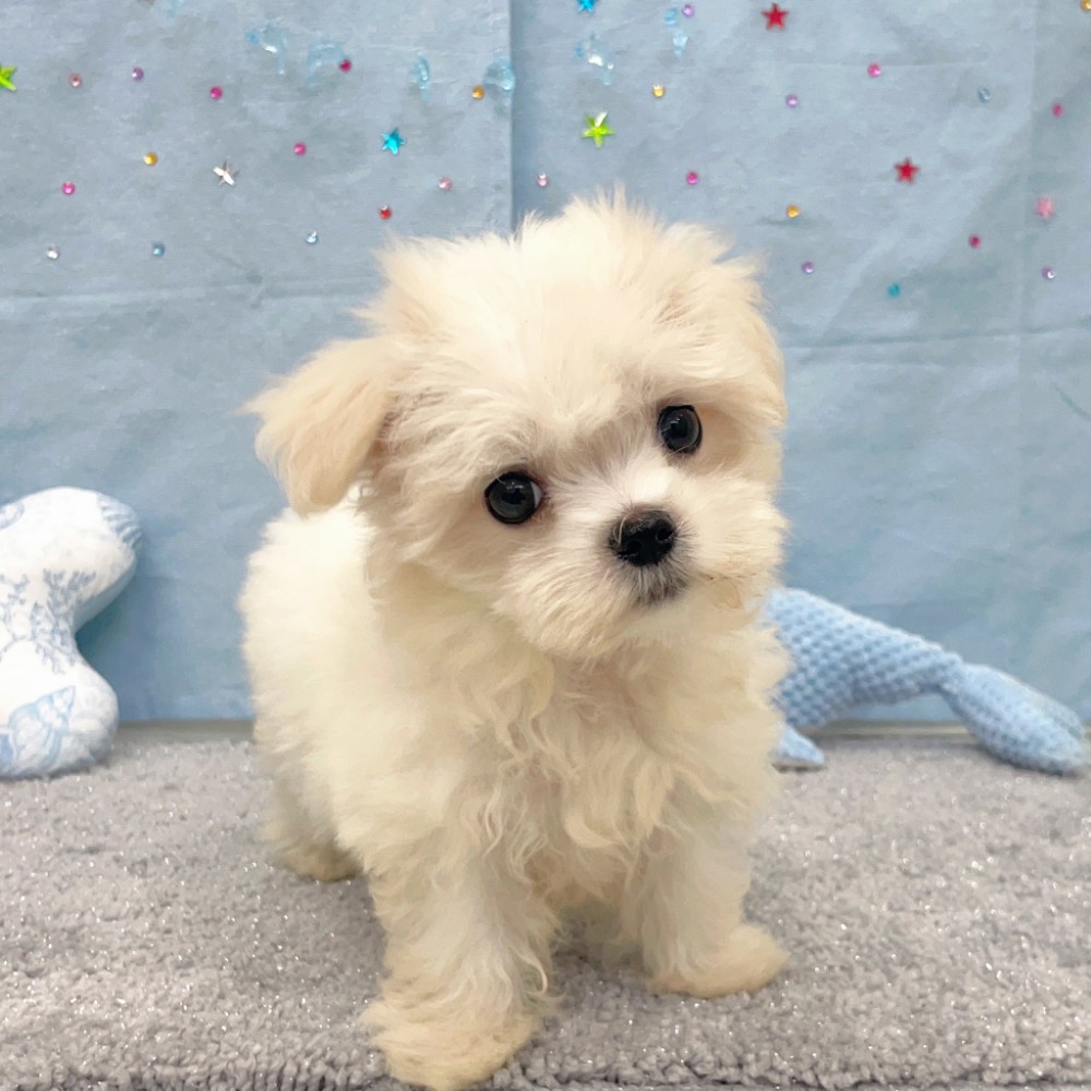 福岡県のマルチーズ (犬の家＆猫の里シュロアモール筑紫野店/2026年4月23日生まれ/女の子/ホワイト)の子犬の1枚目の画像