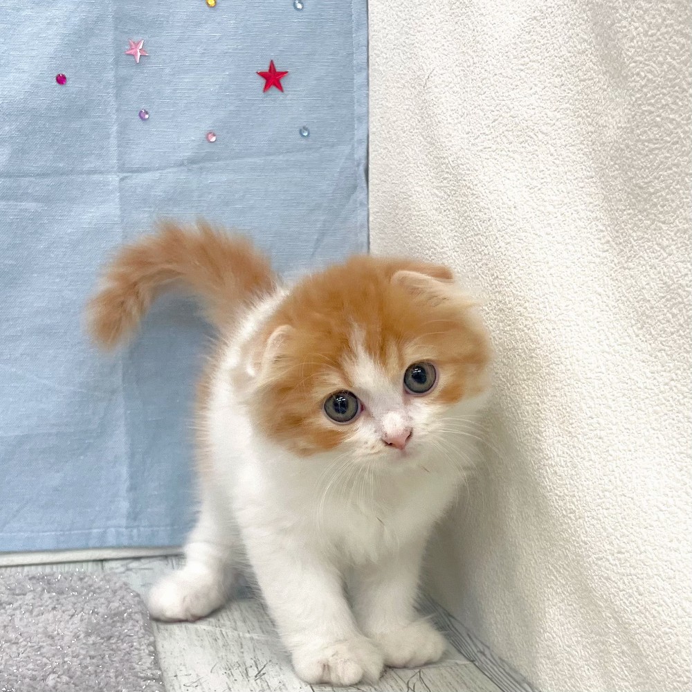 福岡県のスコティッシュフォールド (犬の家＆猫の里シュロアモール筑紫野店/2026年4月26日生まれ/男の子/レッドタビーホワイト)の子猫の1枚目の画像