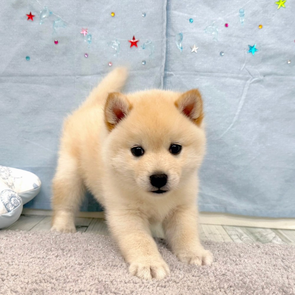 福岡県のポメ柴/豆ポメ/ポメ豆柴(ポメラニアン×柴犬) (犬の家＆猫の里シュロアモール筑紫野店/2026年5月5日生まれ/男の子/白)の子犬の1枚目の画像