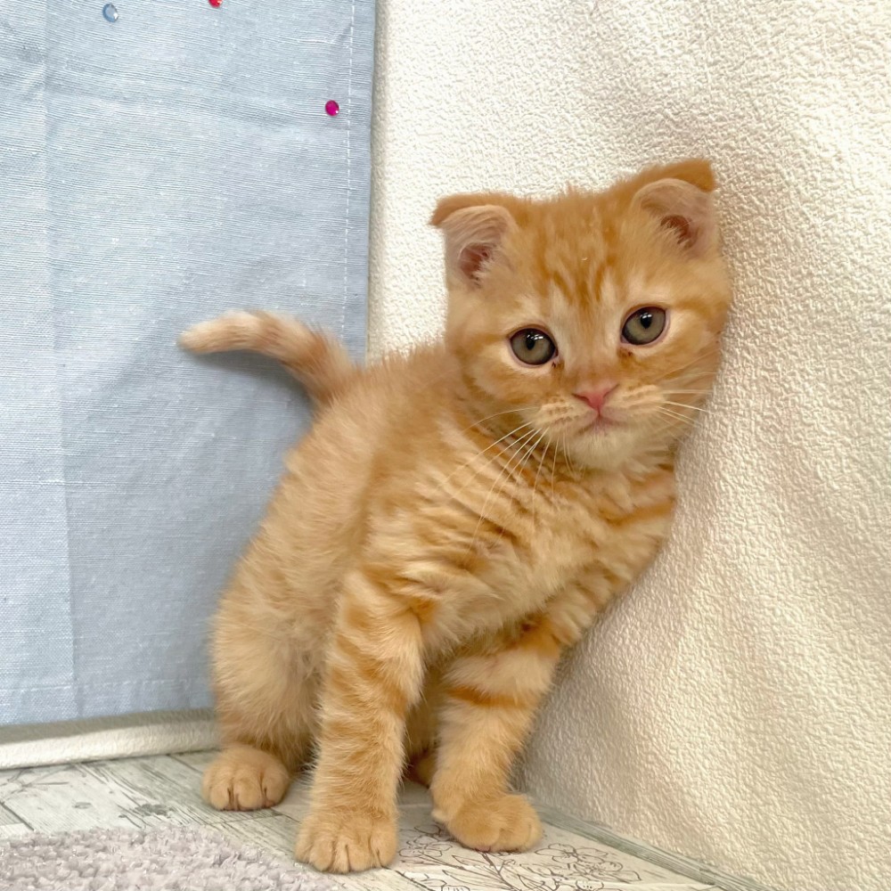 福岡県のスコティッシュフォールド (犬の家＆猫の里シュロアモール筑紫野店/2026年4月30日生まれ/女の子/レッドタビー)の子猫の1枚目の画像
