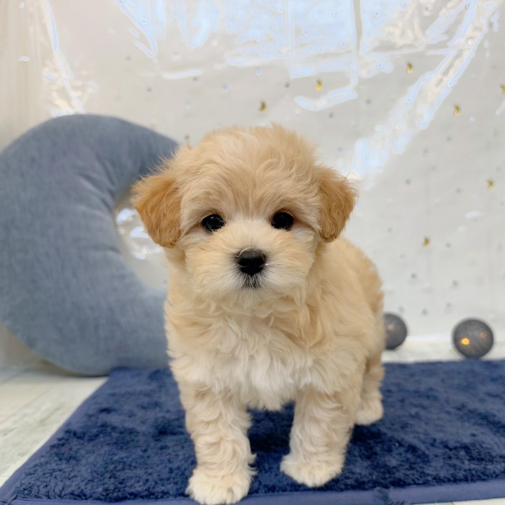 福岡県のマルプー(マルチーズ×プードル) (犬の家＆猫の里シュロアモール筑紫野店/2026年7月28日生まれ/女の子/クリーム)の子犬の1枚目の画像