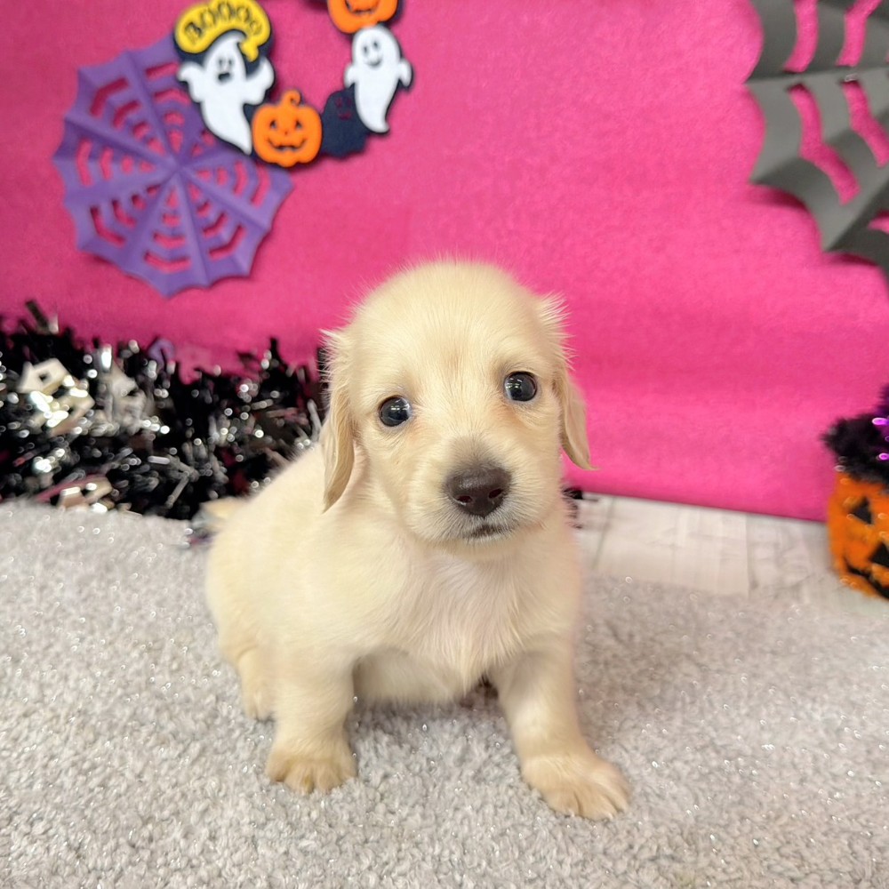 福岡県のミニチュアダックスフンド(ロング) (犬の家＆猫の里シュロアモール筑紫野店/2026年8月10日生まれ/男の子/イエロー)の子犬の1枚目の画像