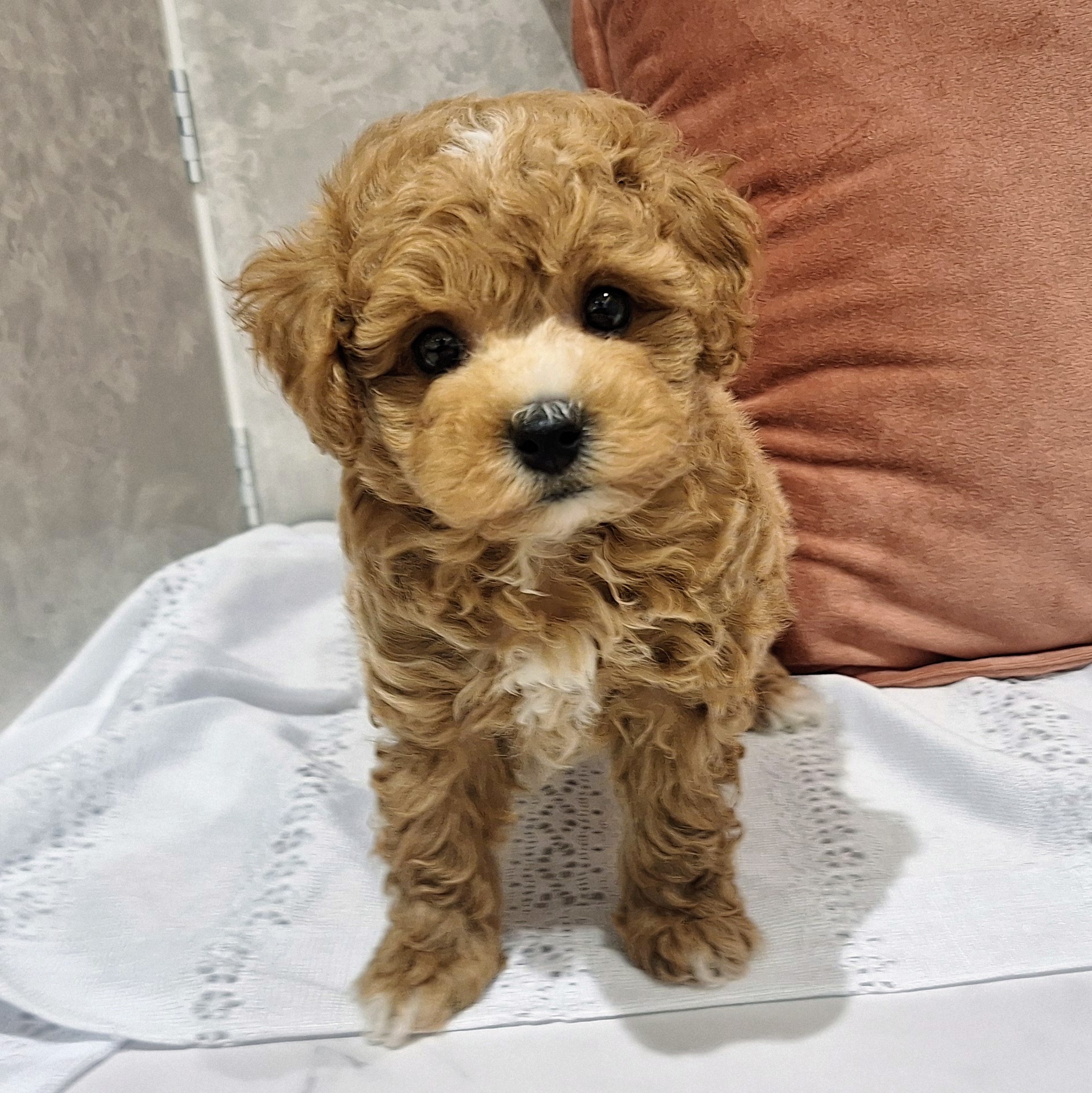 福岡県のビションプー(ビションフリーゼ×プードル) (犬の家＆猫の里くりえいと宗像店/2026年1月19日生まれ/男の子/アプリコット)の子犬の1枚目の画像