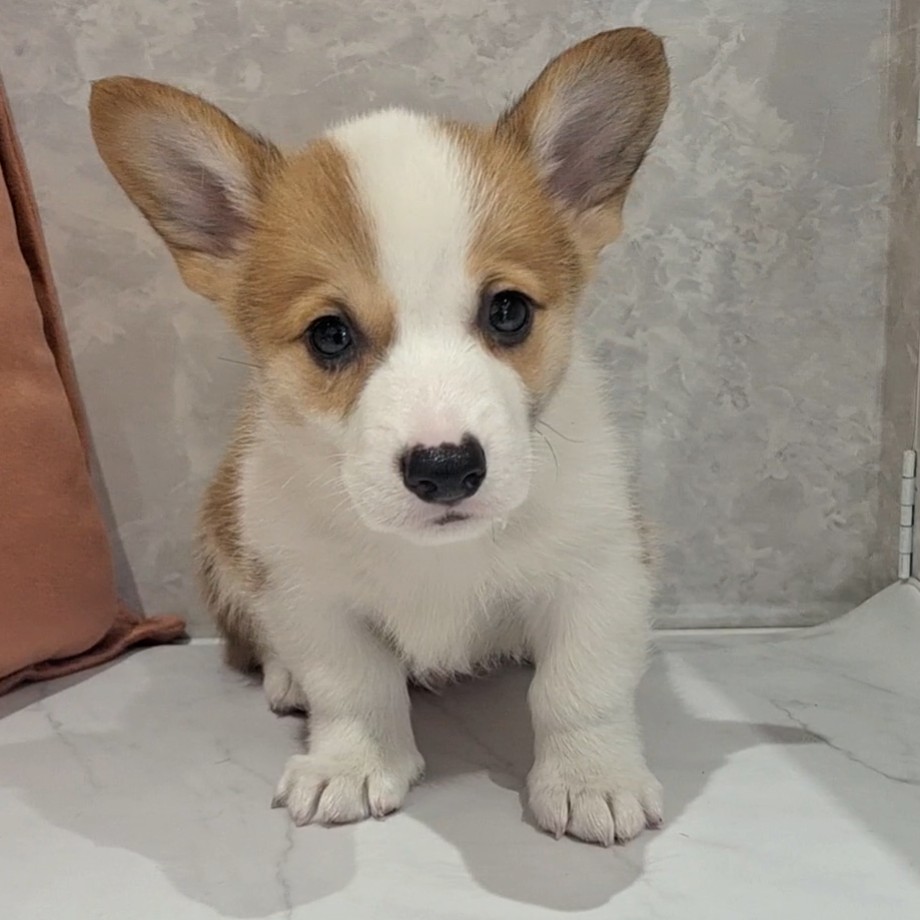 福岡県のウェルシュコーギーペンブローク (犬の家＆猫の里くりえいと宗像店/2026年2月8日生まれ/男の子/レッドホワイト)の子犬の1枚目の画像