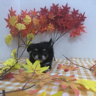ペット画像6