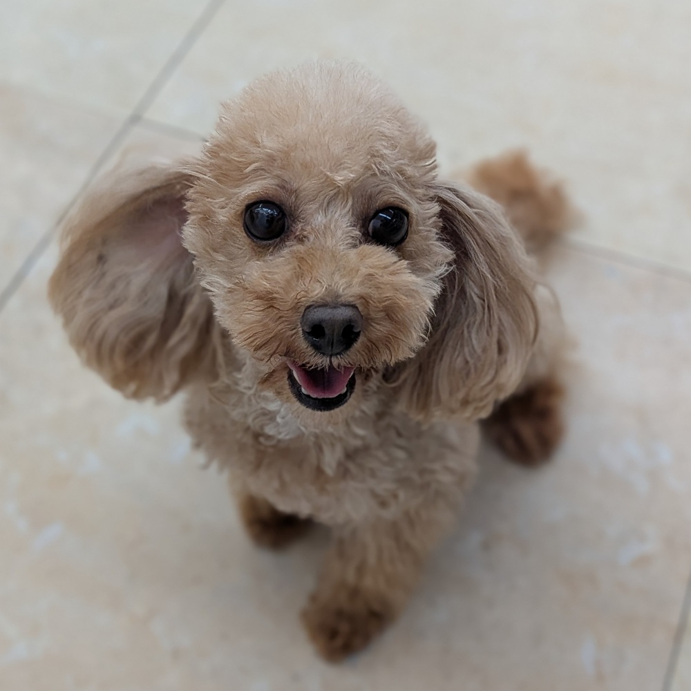 タイニープードル女の子の写真