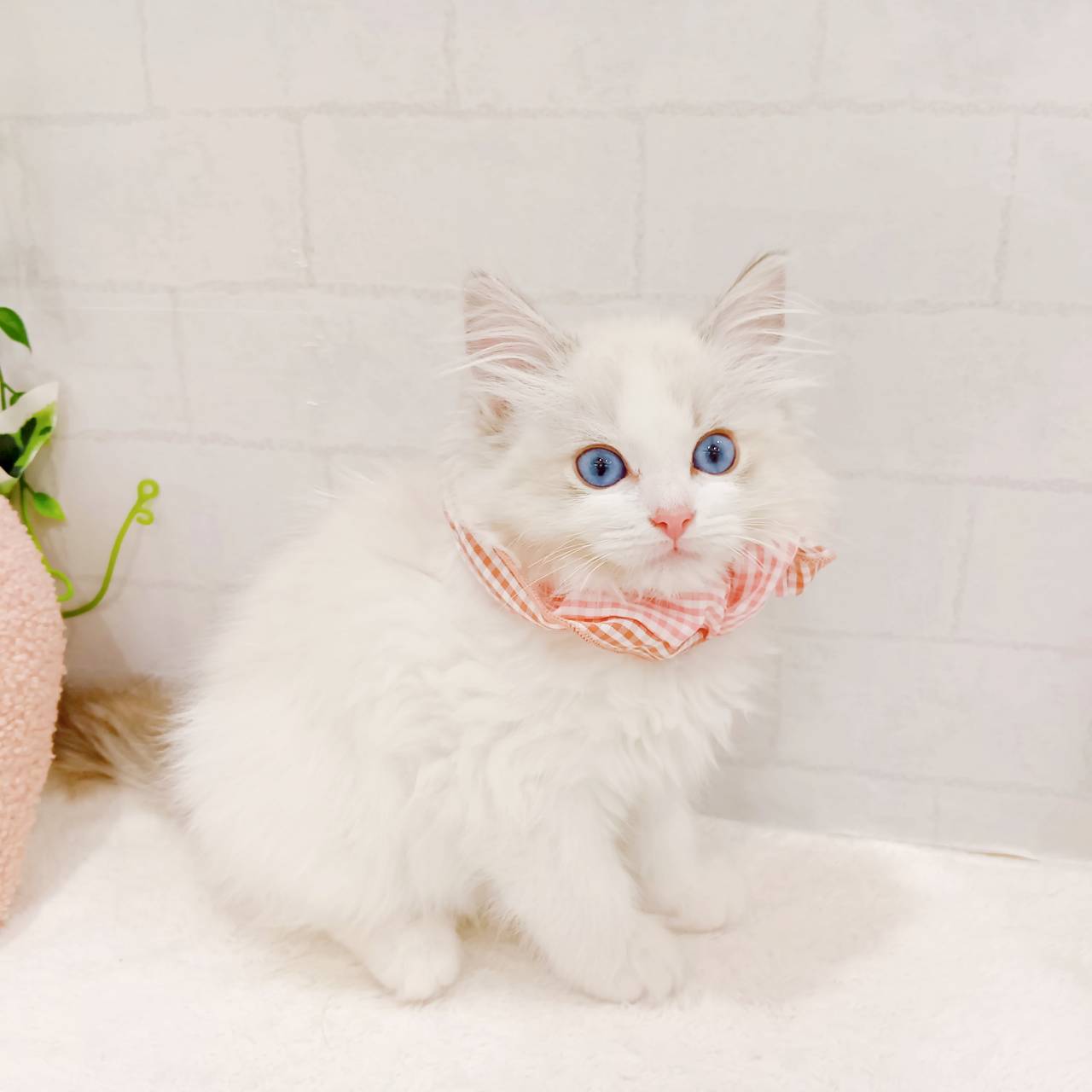 石川県のラグドール (犬の家＆猫の里金沢店/2025年11月28日生まれ/女の子/ブルーポイントバイカラー)の子猫