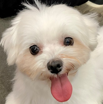 マルチーズ女の子の写真