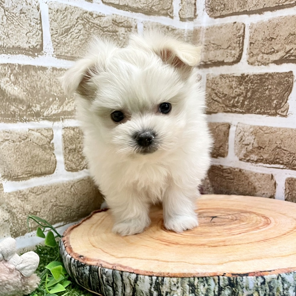 ハーフ犬の画像6