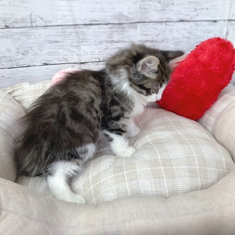ノルウェージャン・フォレストキャットの画像6