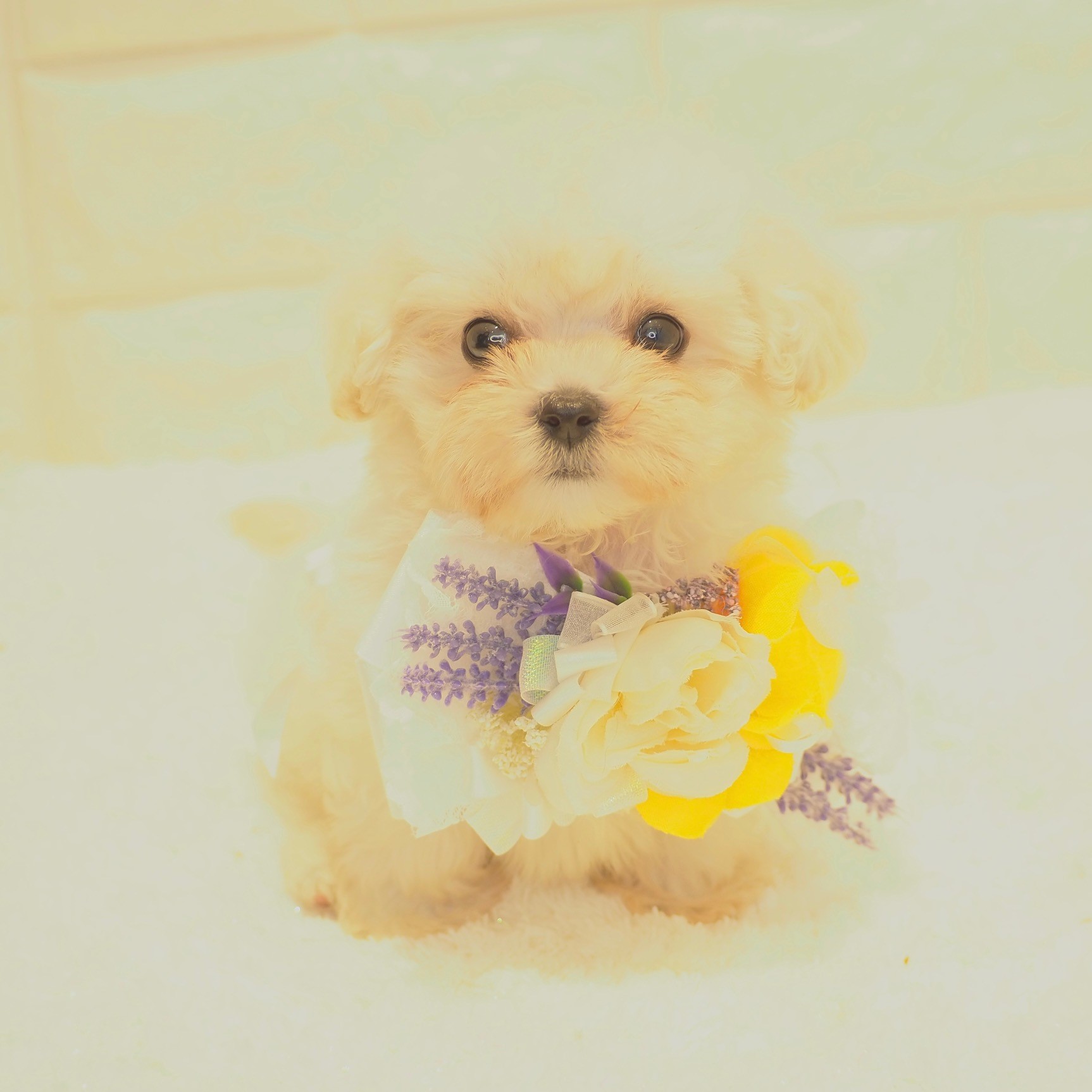 ハーフ犬の画像6