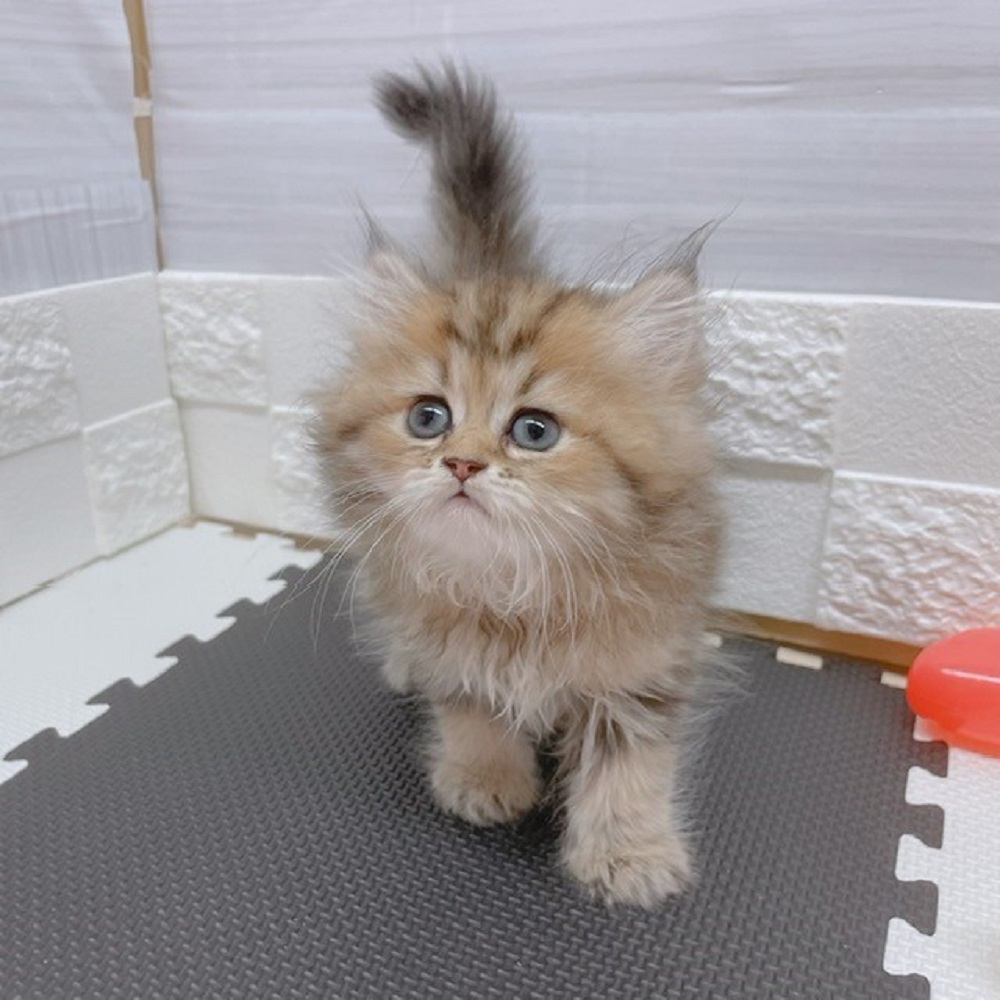 生体画像6