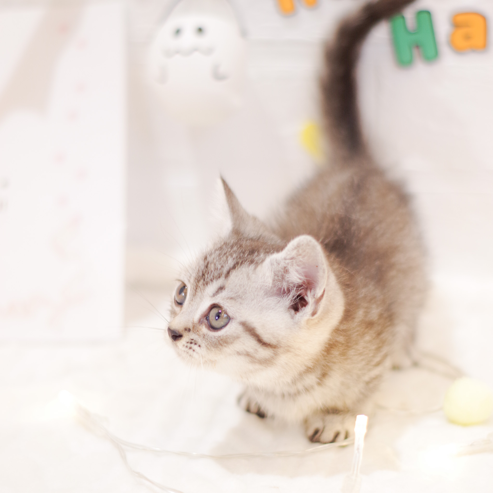 マンチカン シルバータビー 男の子のご紹介 ペットショップ 犬の家 猫の里 子犬だけでなく子猫の情報もたくさん