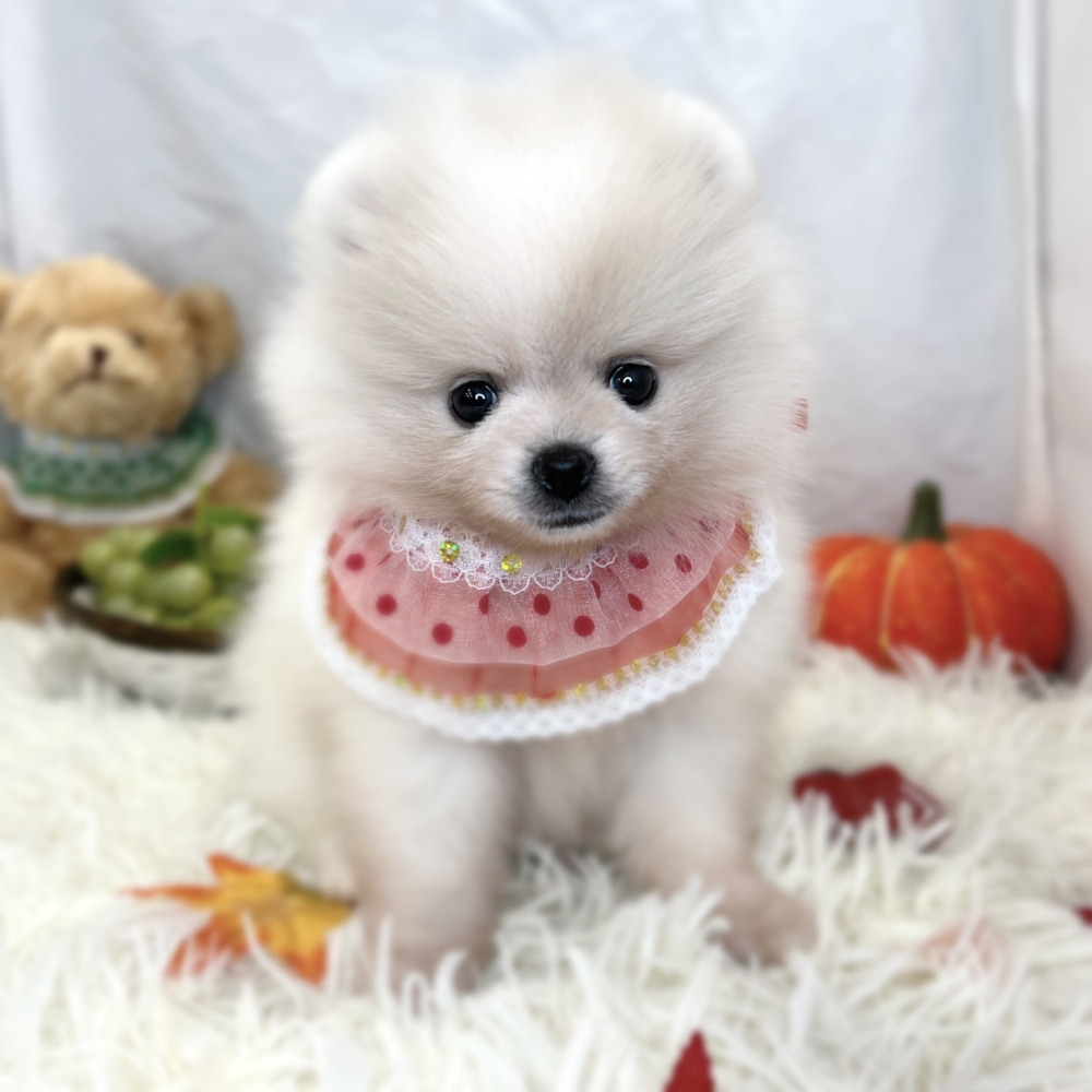 ポメラニアンの子犬一覧 ペットショップ 犬の家 猫の里 子犬だけでなく子猫の情報もたくさん