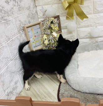 生体画像6