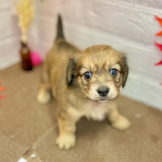 ハーフ犬の写真