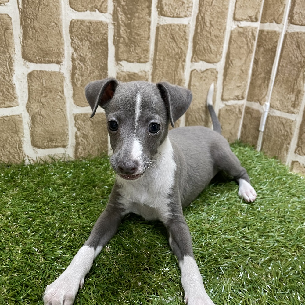 ブルー(青系)のイタリアングレーハウンドの子犬一覧 | ペット