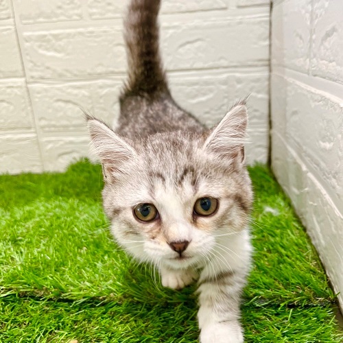 スコティッシュフォールドの写真