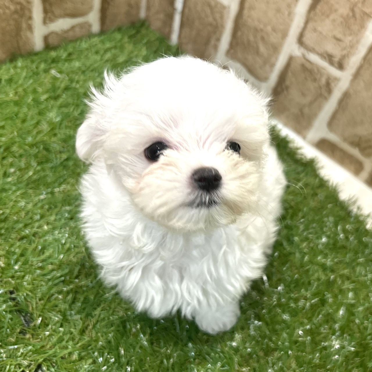 生体画像６