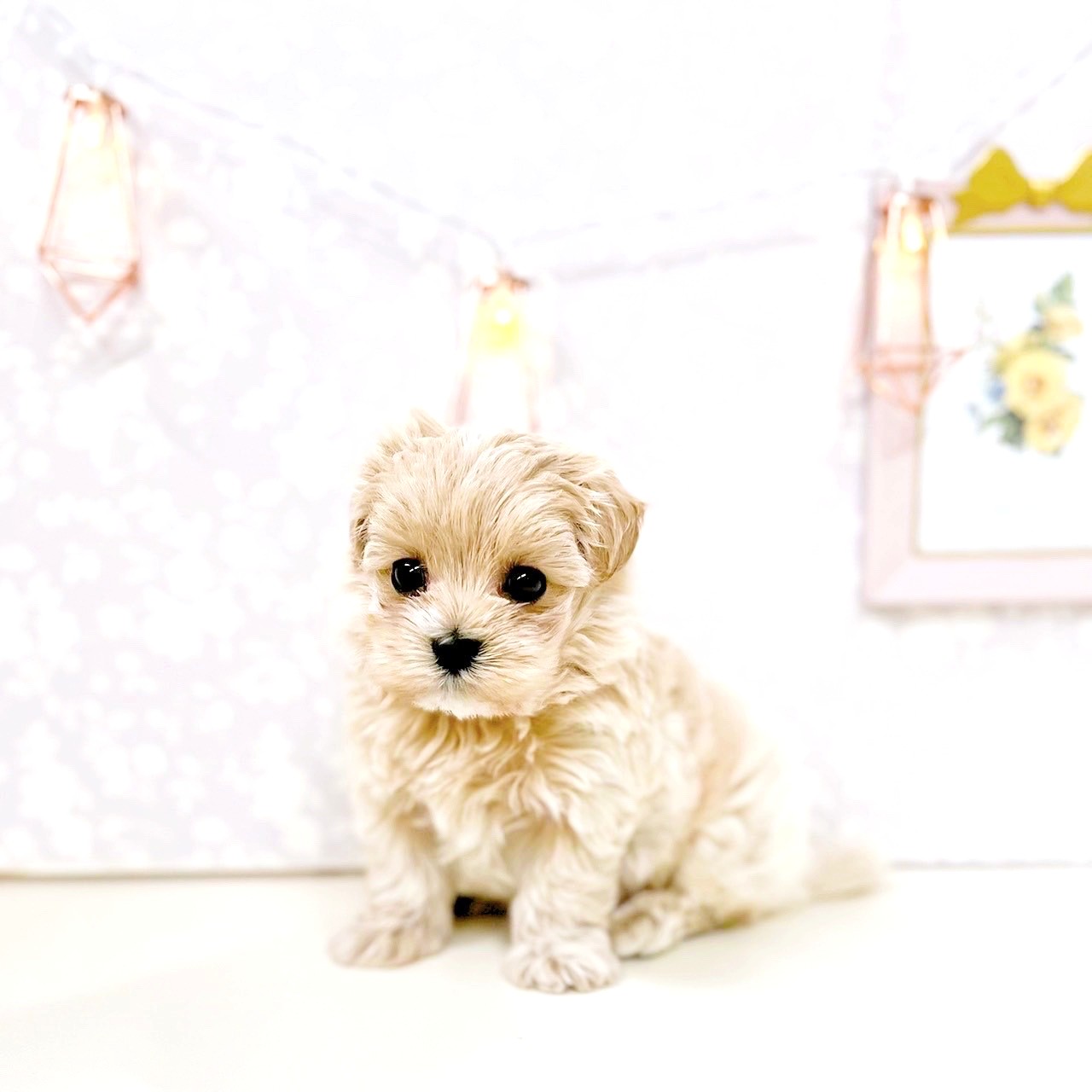 富山県のマルプー(マルチーズ×プードル) (犬の家＆猫の里アミーゴ高岡蓮花寺店/2025年6月23日生まれ/男の子/アプリコット)の子犬の1枚目の画像
