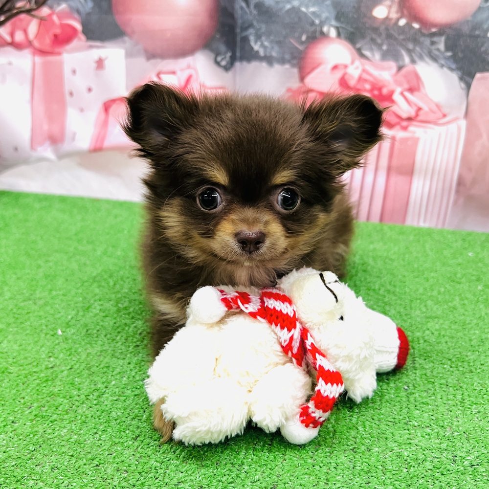 愛知県のチワワ(ロング) (犬の家＆猫の里名古屋天白店/2025年9月15日生まれ/女の子/チョコレートタンホワイト)の子犬の1枚目の画像