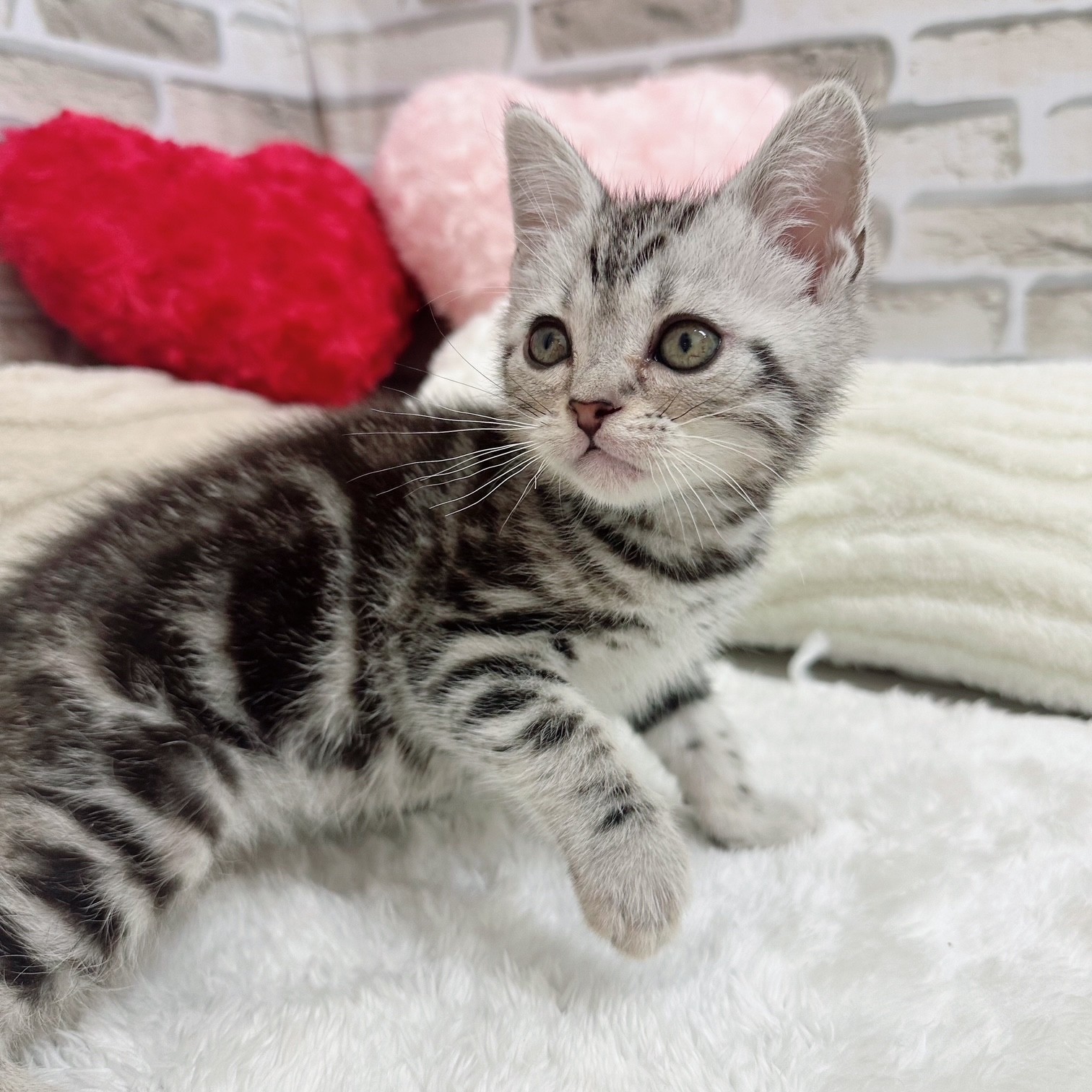 神奈川県のアメリカンショートヘアー (犬の家＆猫の里モザイクモール港北店/2025年2月22日生まれ/女の子/シルバータビー)の子猫