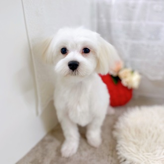 滋賀県のマルチーズ (犬の家＆猫の里長浜店/2025年2月25日生まれ/男の子/ホワイト)の子犬の1枚目の画像