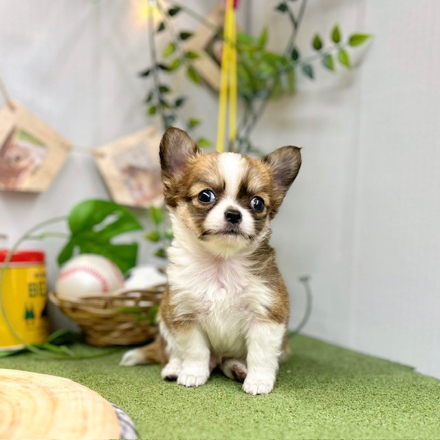 千葉県のチワワ(ロング) (犬の家＆猫の里ワンズモール稲毛店/2025年3月8日生まれ/男の子/フォーンホワイト)の子犬