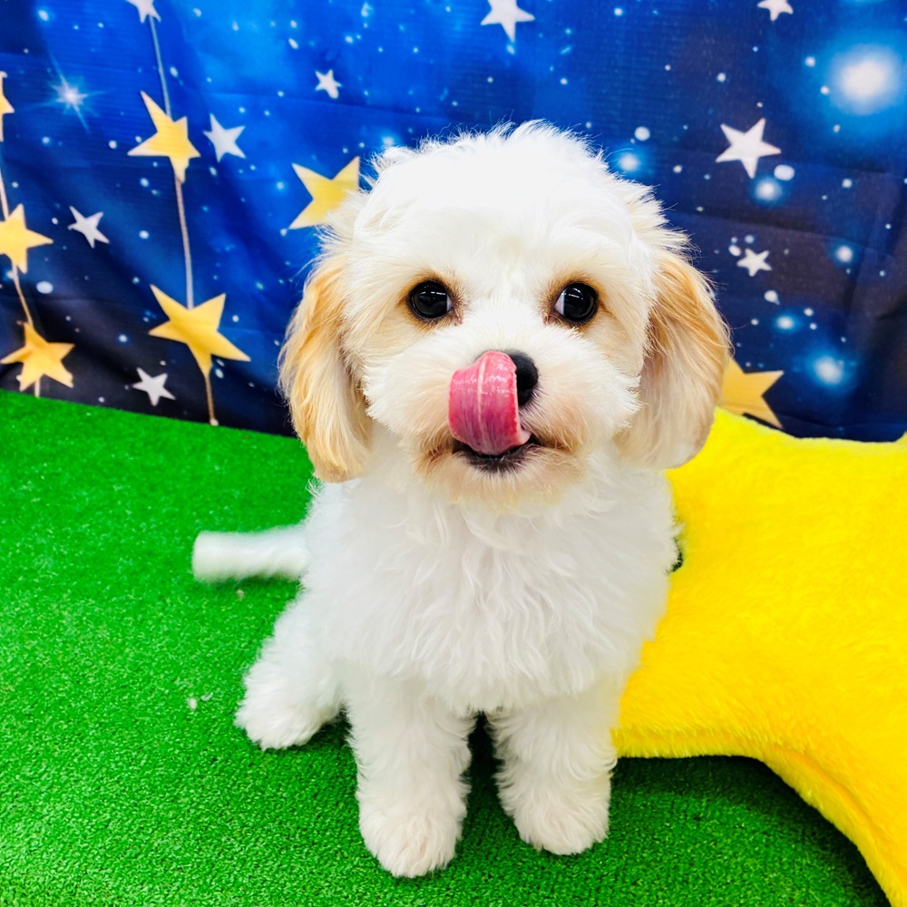 愛知県のハーフ犬・ミックス犬 (犬の家＆猫の里名古屋天白店/2025年4月15日生まれ/女の子/クリームホワイト)の子犬の1枚目の画像