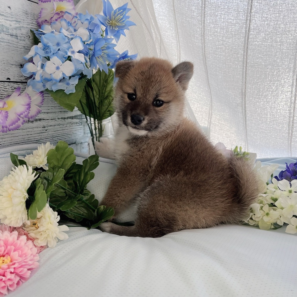 長野県の柴犬(標準サイズ) (犬の家＆猫の里塩尻店/2025年4月21日生まれ/女の子/赤)の子犬