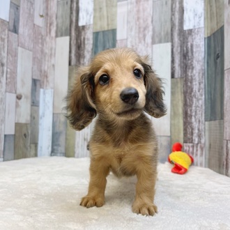 静岡県のミニチュアダックスフンド(ロング) (犬の家＆猫の里マークイズ静岡店/2025年5月7日生まれ/女の子/シェーデットレッド)の子犬の1枚目の画像