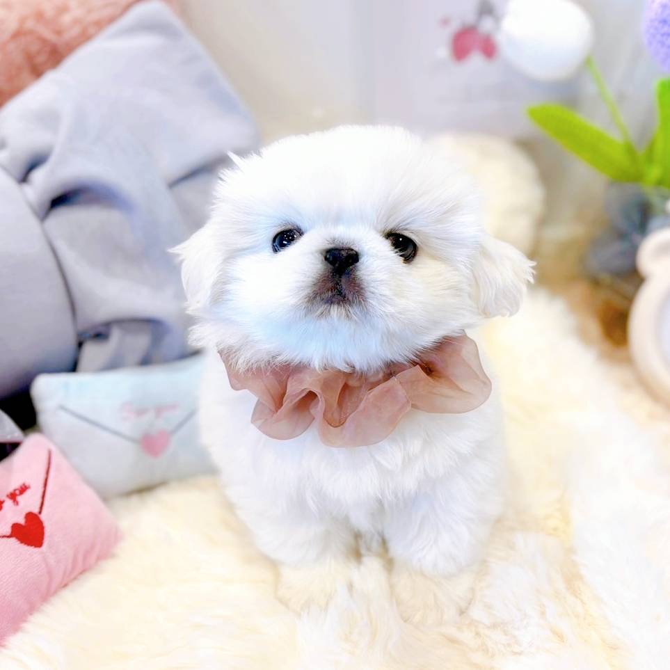 福井県のペキニーズ (犬の家＆猫の里福井店/2025年5月10日生まれ/女の子/ホワイト)の子犬の1枚目の画像
