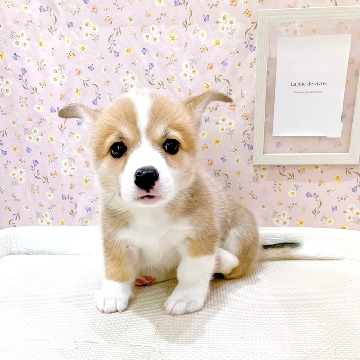 石川県のウェルシュコーギーペンブローク (犬の家＆猫の里金沢店/2025年5月12日生まれ/男の子/レッドホワイト)の子犬の1枚目の画像
